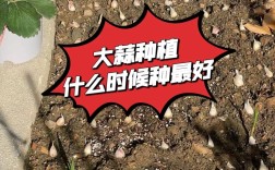 春季大蒜怎么种？视频教你关键技术！