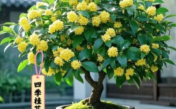 盆栽桂花选什么品种好？