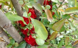 山西贴梗海棠种植技术要点有哪些？