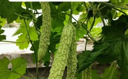 苦瓜最新种植技术有哪些要点？