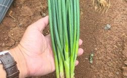 2025红葱价格预测