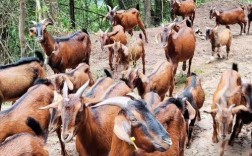 四川养羊选什么品种合适？