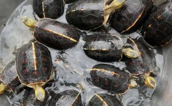 2025安缘种龟价格多少钱一只？