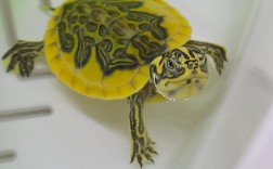 火焰龟2025价格开盘会涨还是跌？