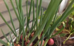 小葱头怎么种？关键技术和步骤有哪些？