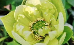 名贵碗莲品种有哪些？