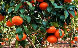 柑橘品种选哪个前景好？