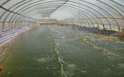 RAS养虾技术究竟是什么？