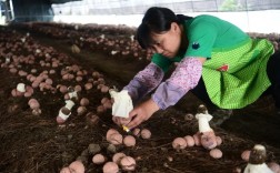 竹荪菇大田种植技术视频