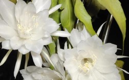 昙花品种中，花最大的是哪个？