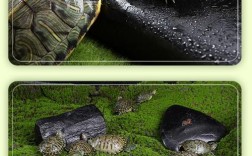 哪些水龟适合池塘养殖？