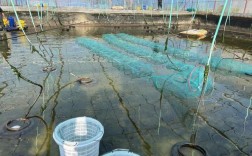 2025养虾技术视频有哪些新突破？