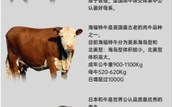 西门塔尔牛3.4代价格为何差异大？