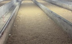 黑水虻养殖真能靠它致富吗？