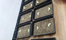 土元养殖视频哪里能下载？