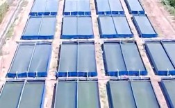 水蛭最新养殖技术视频，有哪些要点？