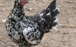 贵妇鸡品种价值有何差异？