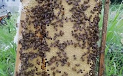 中蜂哪个品种产蜜量最高？