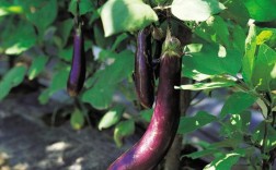 露天种茄子关键技术有哪些？