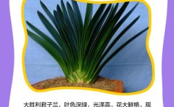 家庭养什么君子兰品种好？