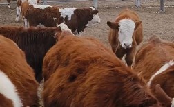 东北养啥牛品种长得大？