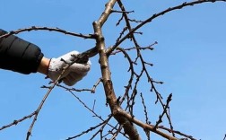 杏树冬剪怎么剪？关键技巧有哪些？