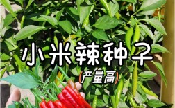 小米辣常见品种有哪些？