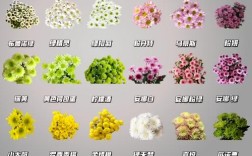 菊花品种数量究竟有多少？