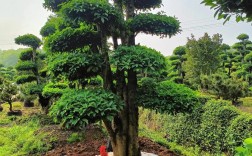 庭院常见树木品种有哪些？