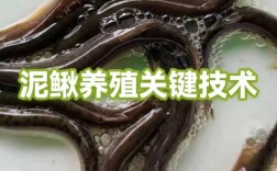 农广天地泥鳅养殖技术