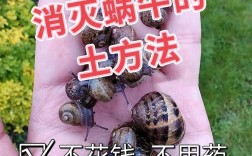 野生大蜗牛养殖技术有哪些关键点？