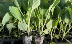 越冬甘蓝种植技术有哪些要点？