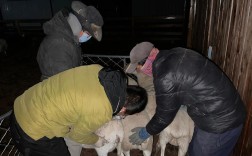 泥鳅人工取精技术视频怎么做？