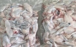 2025牛蛙最新价格多少钱一斤？