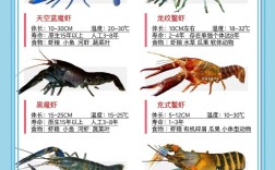 常见虾品种有哪些？
