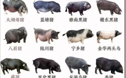 黑猪品种有哪些？图片看这里！
