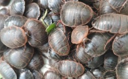 最新土元养殖技术视频，新手能学会吗？