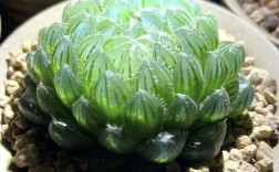 大型玉露品种有哪些？