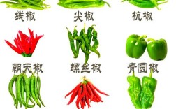 辣椒品种名称与图片如何快速对应？