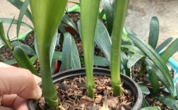 胜利君子兰老品种有何独特魅力？