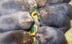 竹鼠养殖该选什么品种竹子？