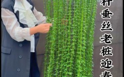 迎春花品种有哪些？