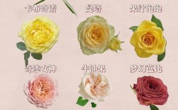 月季品种多，如何快速区分？