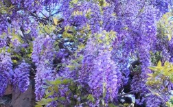 北方紫藤品种大全图片