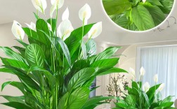 一帆风顺品种好在哪？