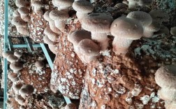 香菇种植视频，新手能学会吗？