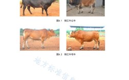 江西适合养啥品种牛？