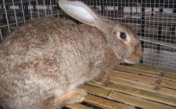 哪里能下载养兔子技术大全视频？