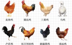 土鸡饲养品种哪个更好