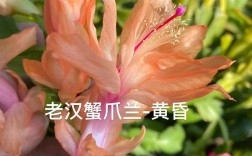 刺多的蟹爪兰是什么品种？